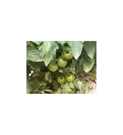 Plantón Tomate Optima F1 (10 Unidades)_1