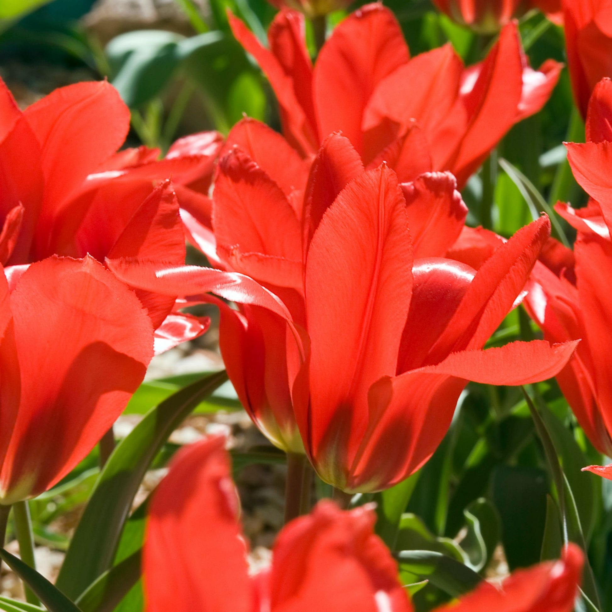 Bulbos De Holanda Nj - 125 Pzs - Bulbos De Flores