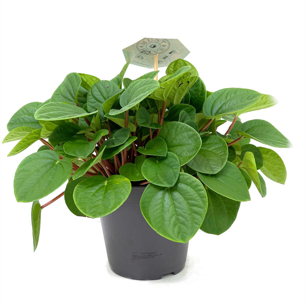 Peperomia Albovittata M17 35cm_0