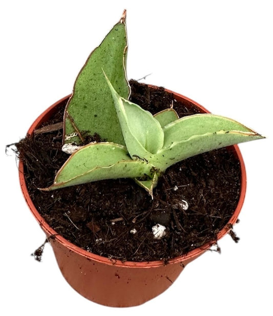 Planta Natural Sansevieria 'swan Dancer' 1 Ud Ø 6 Alt. 5_0