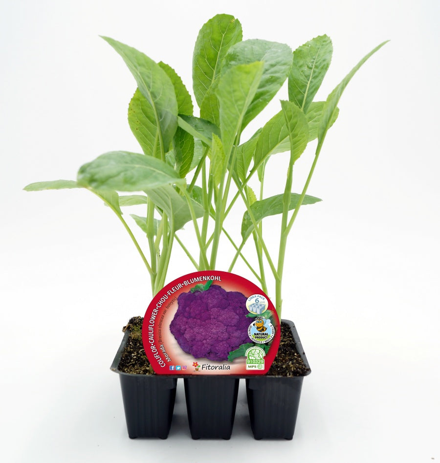 Pack Plantones Coliflor Híbrida F1 Morada Purpurina 6 Ud. Natural - Fitoralia_0