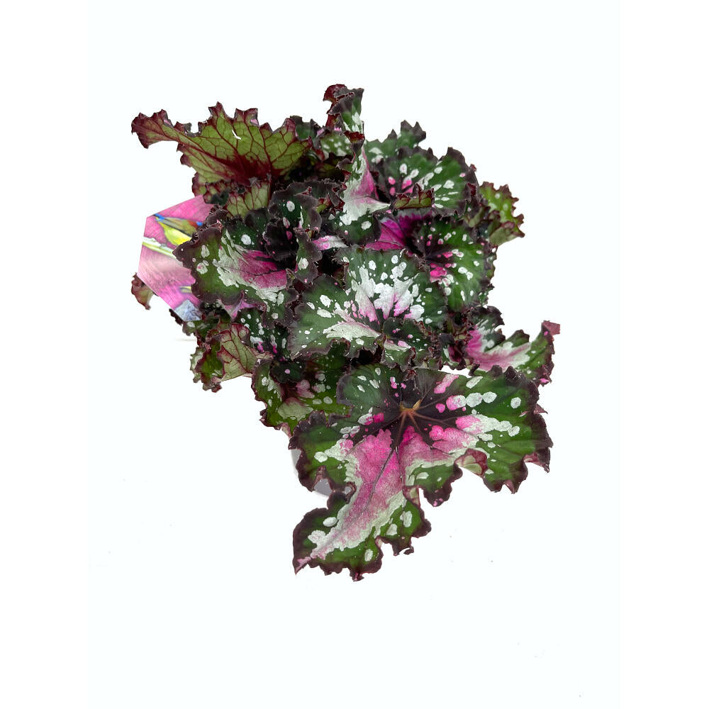 Begonia Beleaf M13 25cm_2