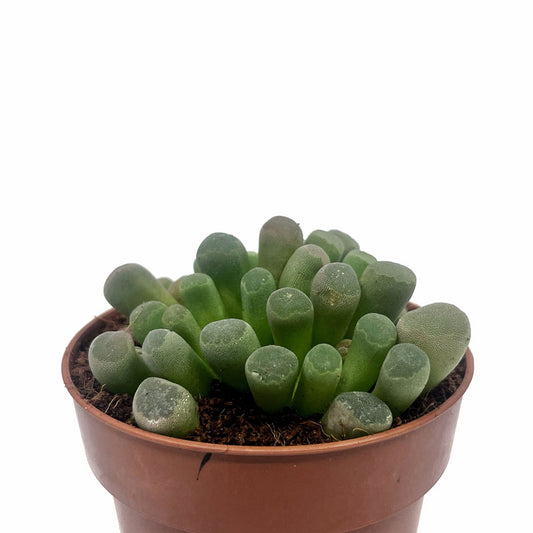 Frithia Pulchra Cactus Y Suculentas