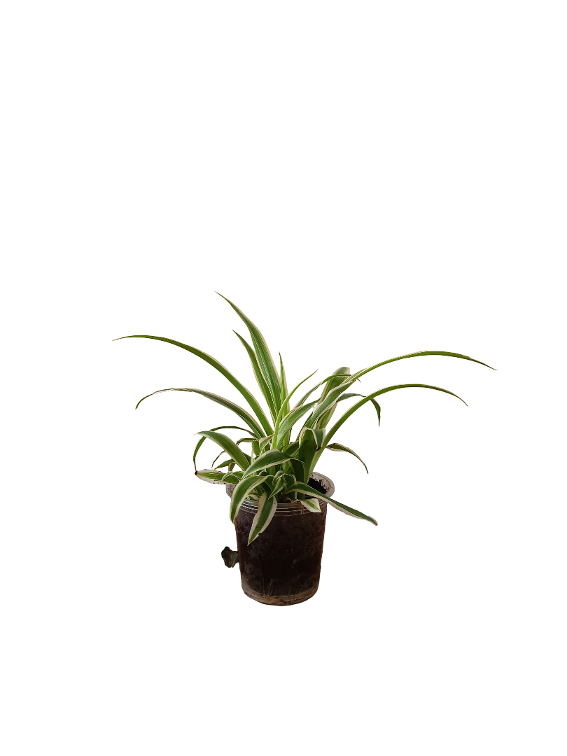 Planta Cintas Variegata De Interior Mini Ø5 Cm_0