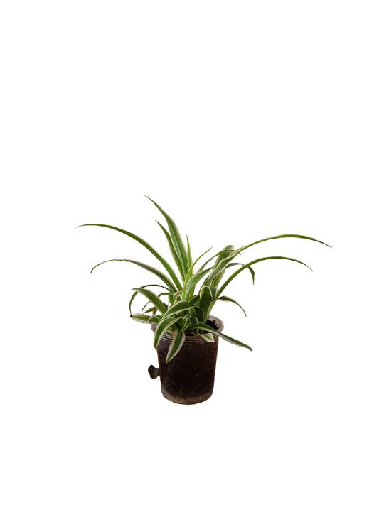 Planta Cintas Variegata De Interior Mini Ø5 Cm_0
