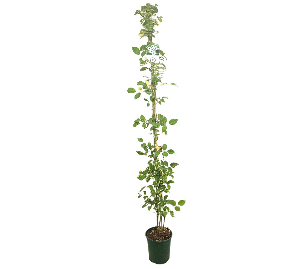 Bignonia Jasminoides Variegata M20 180-200cm_0