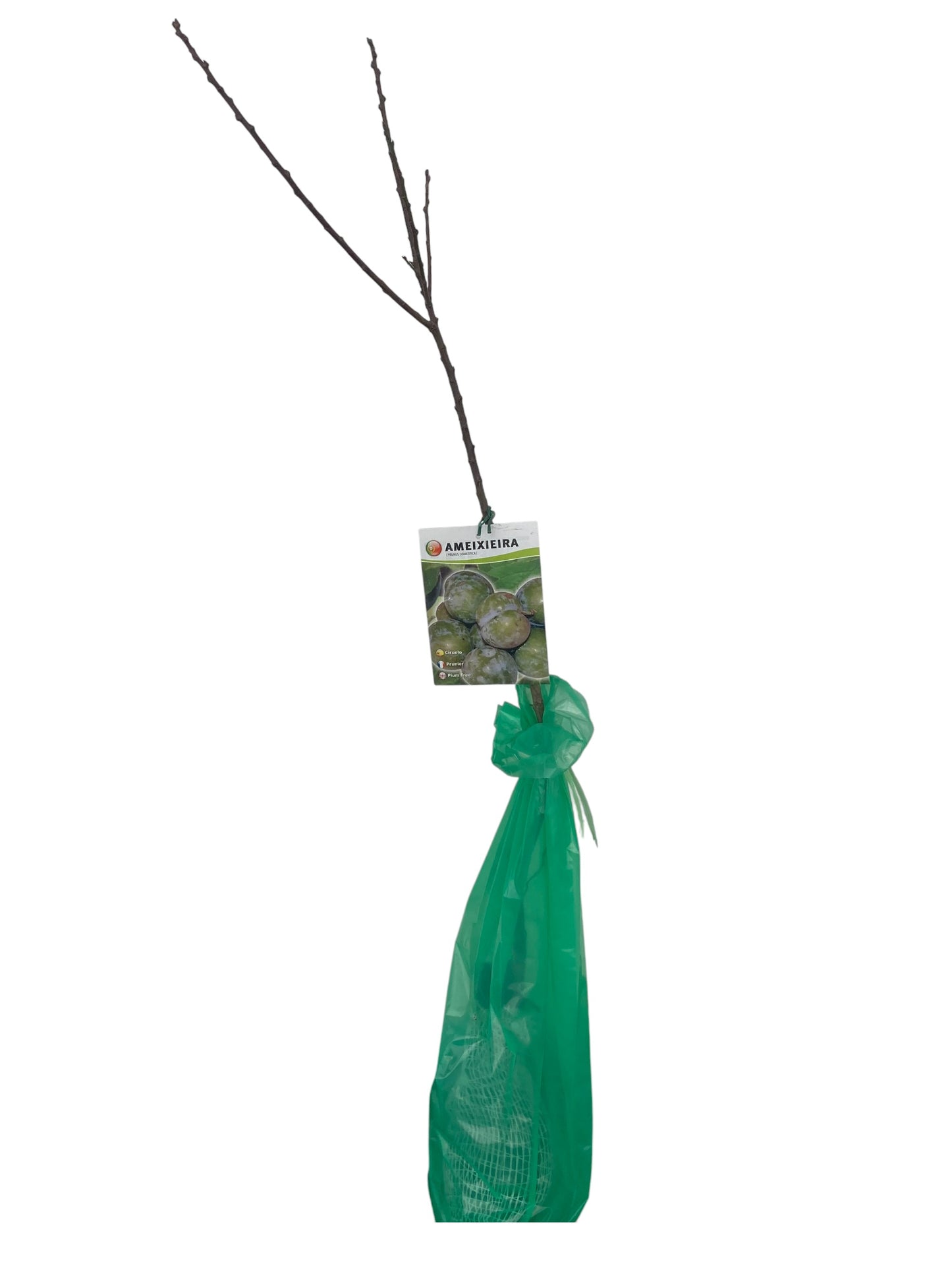 Frutal Ciruelo Bruño Cepellón 120 CM_0