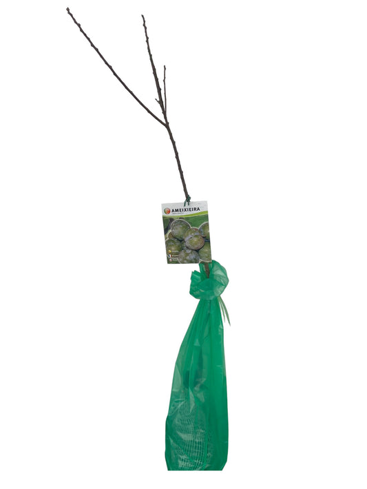 Frutal Ciruelo Bruño Cepellón 120 CM_0