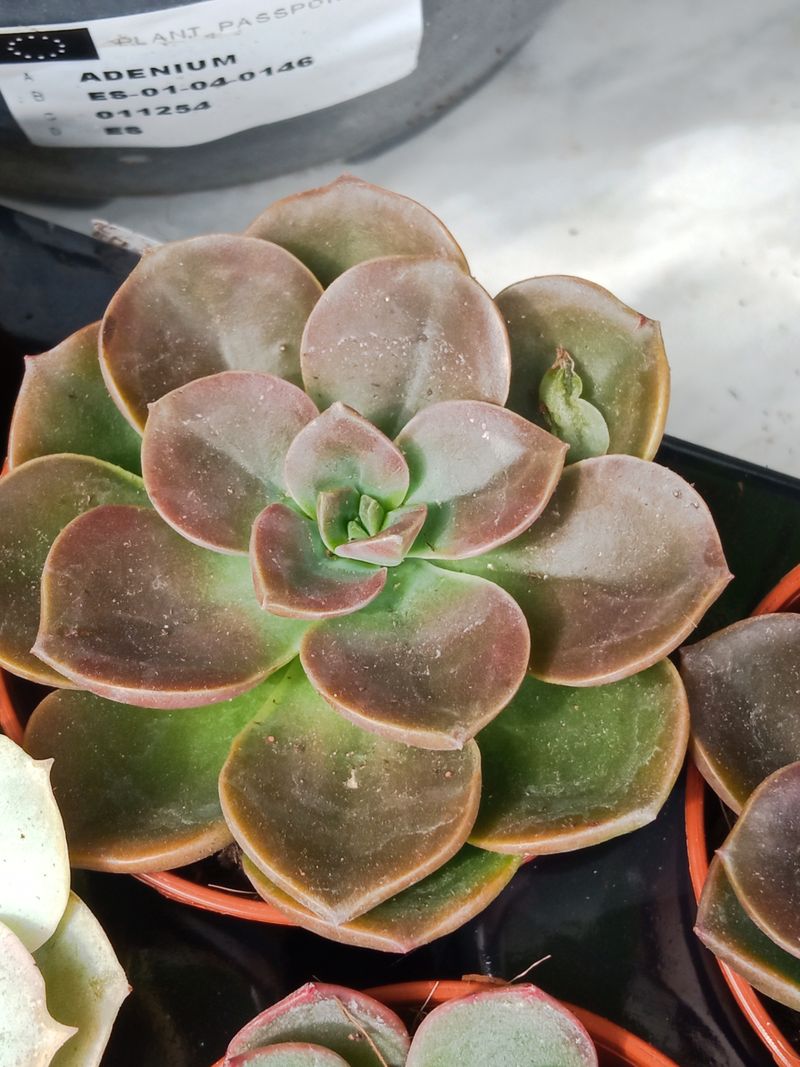 Echeveria Melaco Planta Suculenta Ø5 Cm_0