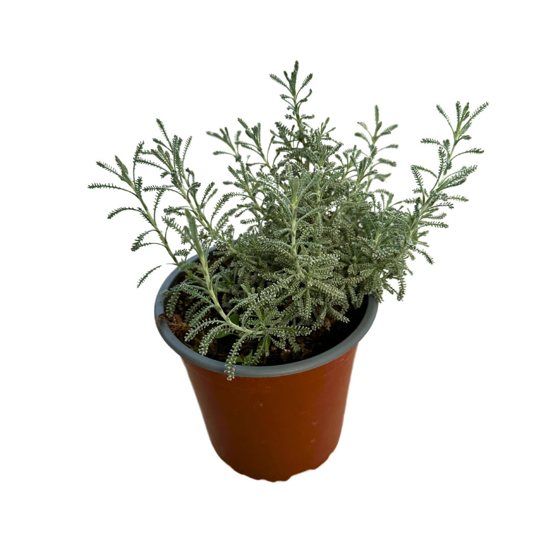 Santolina Planta Ornamental Para Jardines De Bajo Mantenimiento (santolina Chamaecyparissus) Maceta 17cm_0