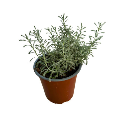 Santolina Planta Ornamental Para Jardines De Bajo Mantenimiento (santolina Chamaecyparissus) Maceta 17cm_0