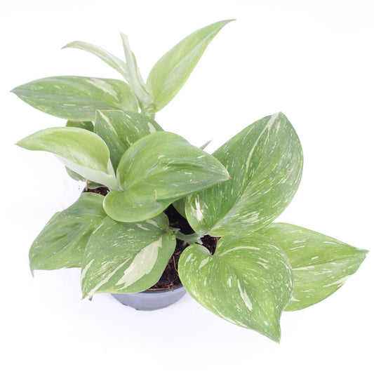 Planta Natural Scindapsus 'rubicon' 1 Ud Ø 12 Alt. 20_0