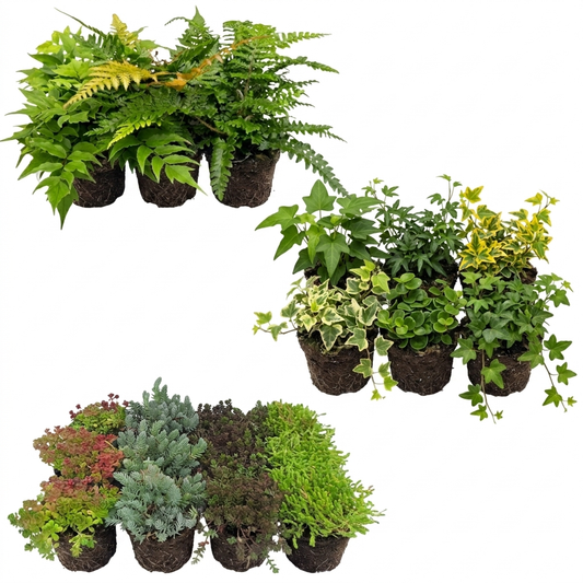 Plantas Borde Estanque 2-3m2 - Sedum - Helecho Exterior - Hedera - 24 Plantas_0
