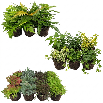 Plantas Borde Estanque 2-3m2 - Sedum - Helecho Exterior - Hedera - 36 Plantas_0