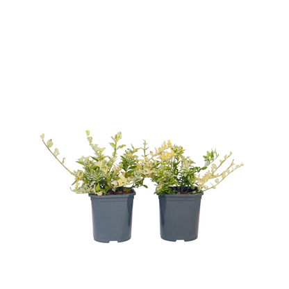 Bonetero - 4 Pzs - Euonymus 'harlequin' - Altura 20-30cm - ⌀17cm_0