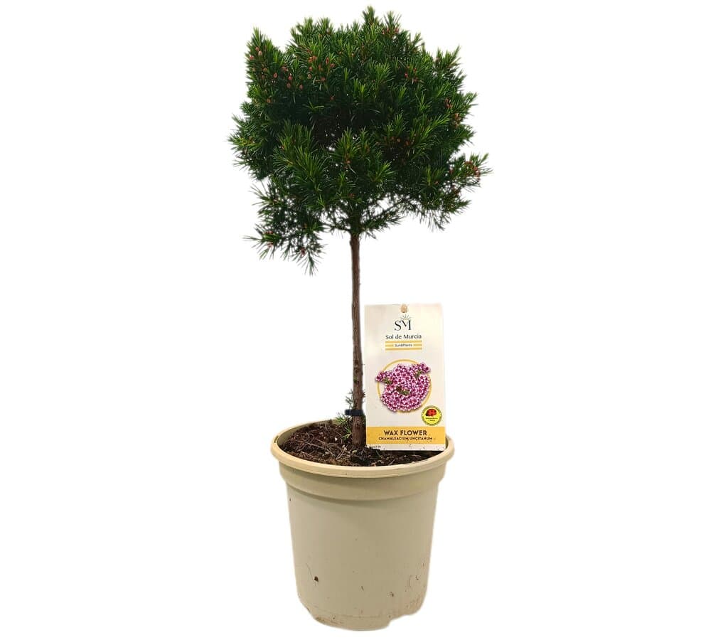 Flor De Cera En Copa M20 70cm_0