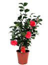 Rosa Japonesa - Camellia Japonica 'lady Campbell' - Altura 60-70cm - ⌀19cm