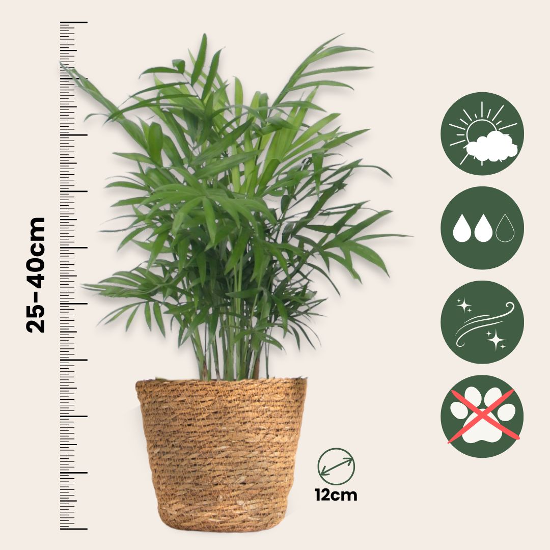 Set De 3 Mini Palmeras Con Cestas - Altura 25-40cm - ⌀12cm_2