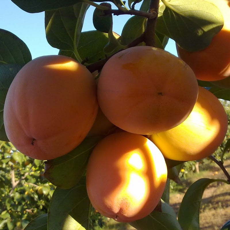 Frutal Kaki Persimon - Planta Natural - Maceta 26cm. - Altura Aprox. 120/150_0