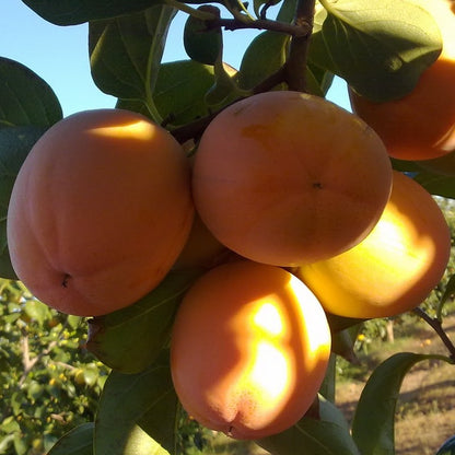 Frutal Kaki Persimon - Planta Natural - Maceta 26cm. - Altura Aprox. 120/150_0