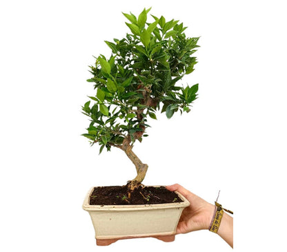 Bonsái Citrus Myrtifolia 10 Años (naranjo Moruno)_0