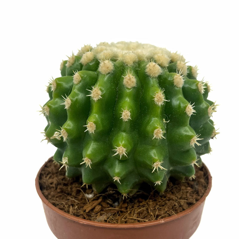 Echinocactus Grusonii Var. Brevispinus Cactus Y Suculentas M8,5 cm Ø_0