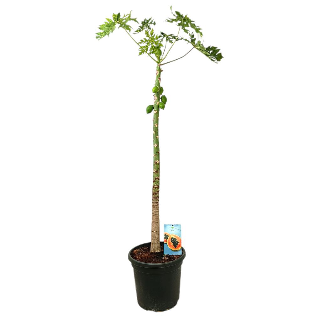Papaya M40 170-200cm_0