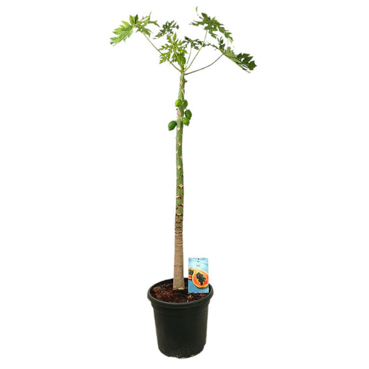 Papaya M40 170-200cm_0