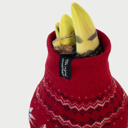 Amarilis - 3 Pzs - Hippeastrum 'christmas Sweater' - Bulbo De Flor - Rojo