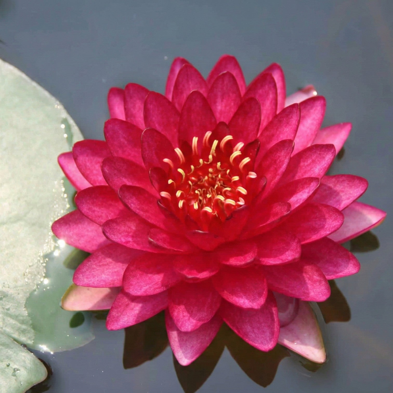Nymphaea Petroula Nenúfar Estanque - Floración - Resistente - Con Cesta_1
