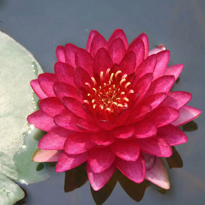 Nymphaea Petroula Nenúfar Estanque - Floración - Resistente - Con Cesta_1