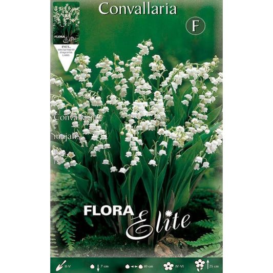 Bulbo Convallaria Muguet 10 uds