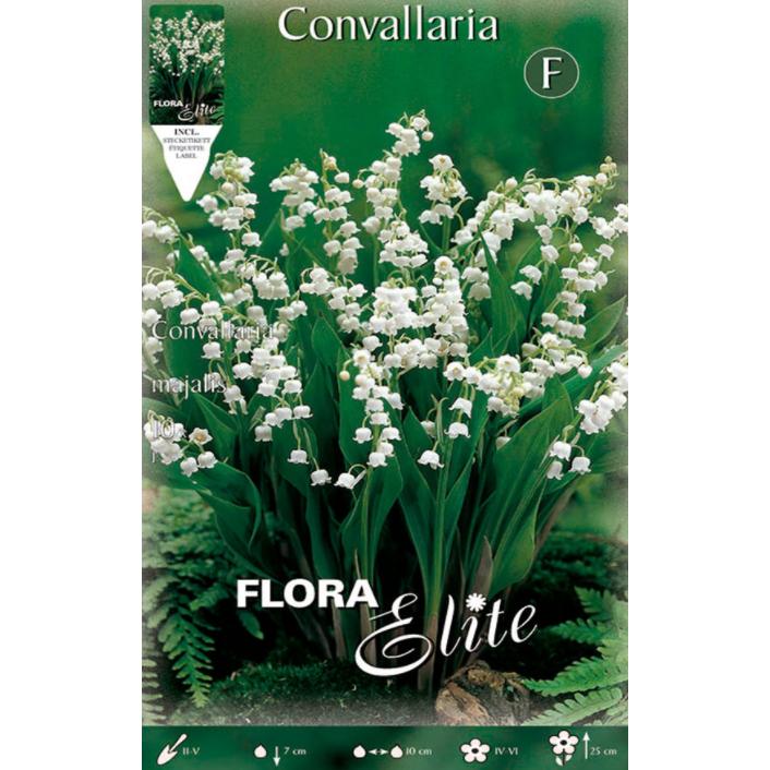 Bulbo Convallaria Muguet, Lirio de los Valles 10 uds
