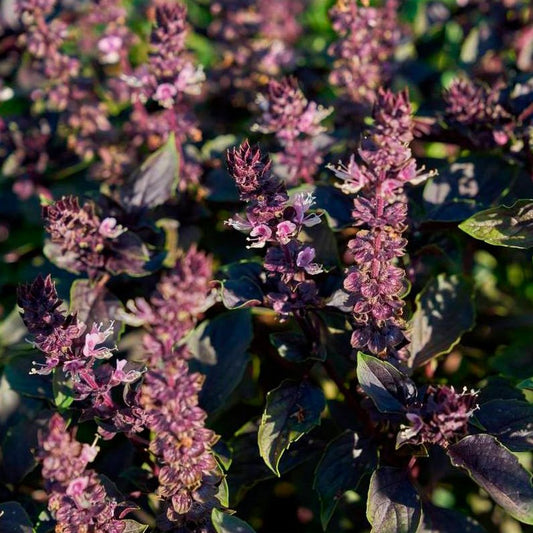 Semillas Albahaca Roja Ecológicas_0