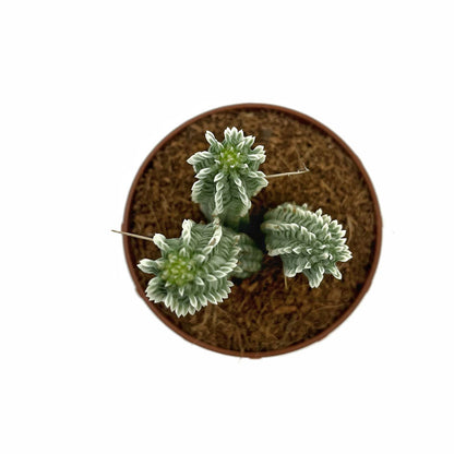 Euphorbia Mammillaris Variegata Cactus Y Suculentas M8,5 cm Ø_1