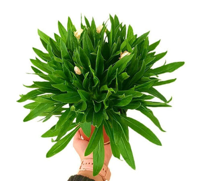 Bracteantha M13_1