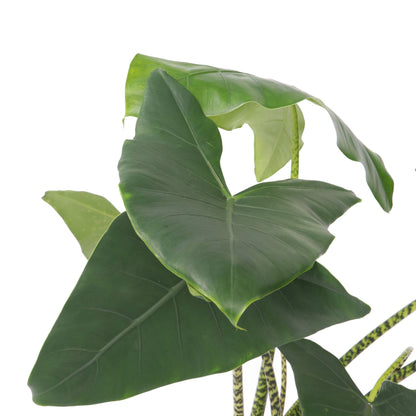 Planta Cebra - Alocasia 'zebrina' - Altura 140-150cm - ⌀32cm