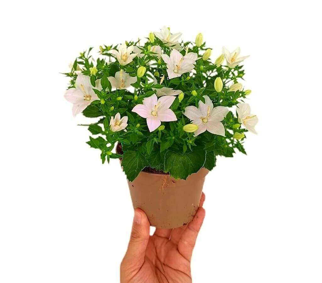 Campanula Isophylla M11_0