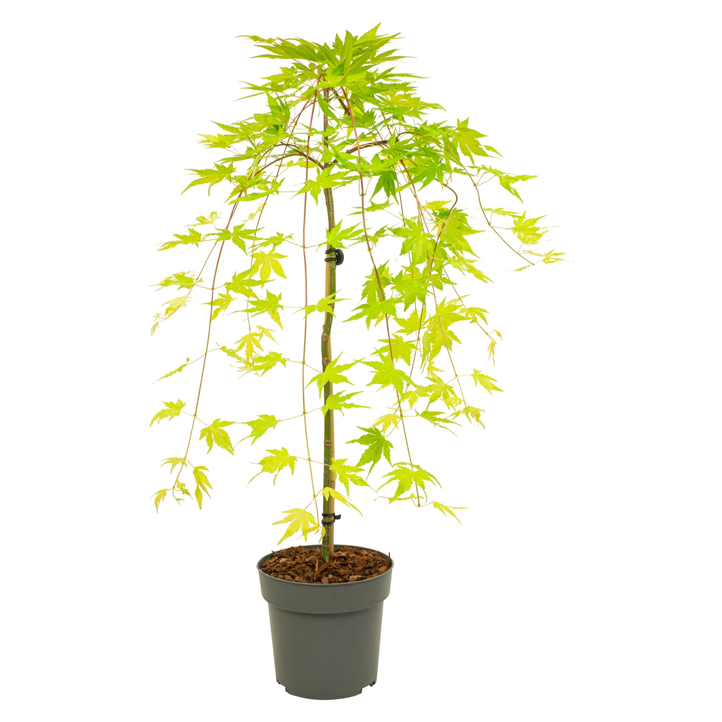Arce Japonés - Acer Palmatum 'cascade Gold' - Altura 80-90cm - ⌀19cm_0