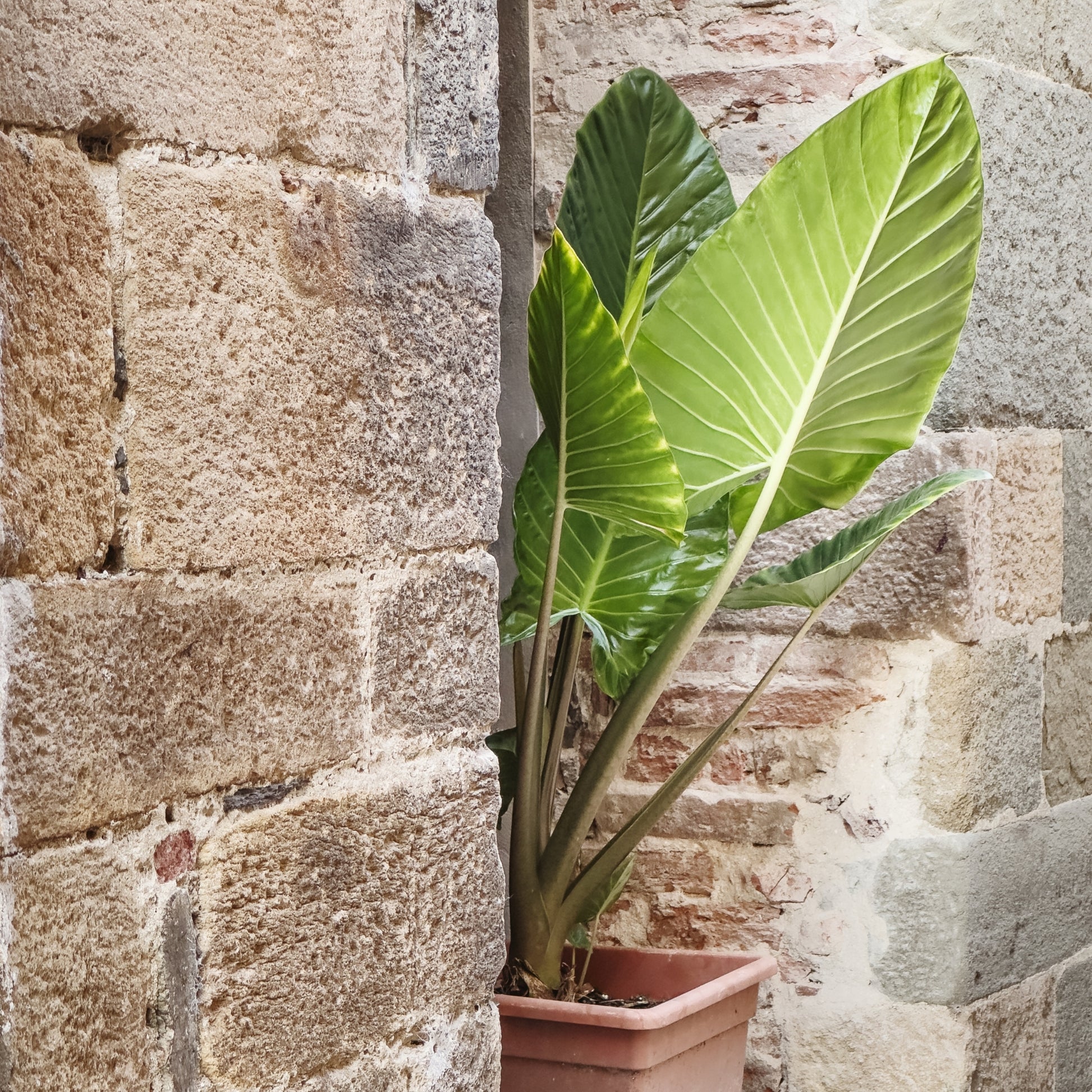 Oreja De Elefante - 2 Pzs - Alocasia 'odora' - Altura 55-75cm - ⌀17cm