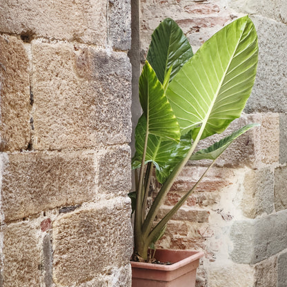 Oreja De Elefante - 2 Pzs - Alocasia 'odora' - Altura 55-75cm - ⌀17cm