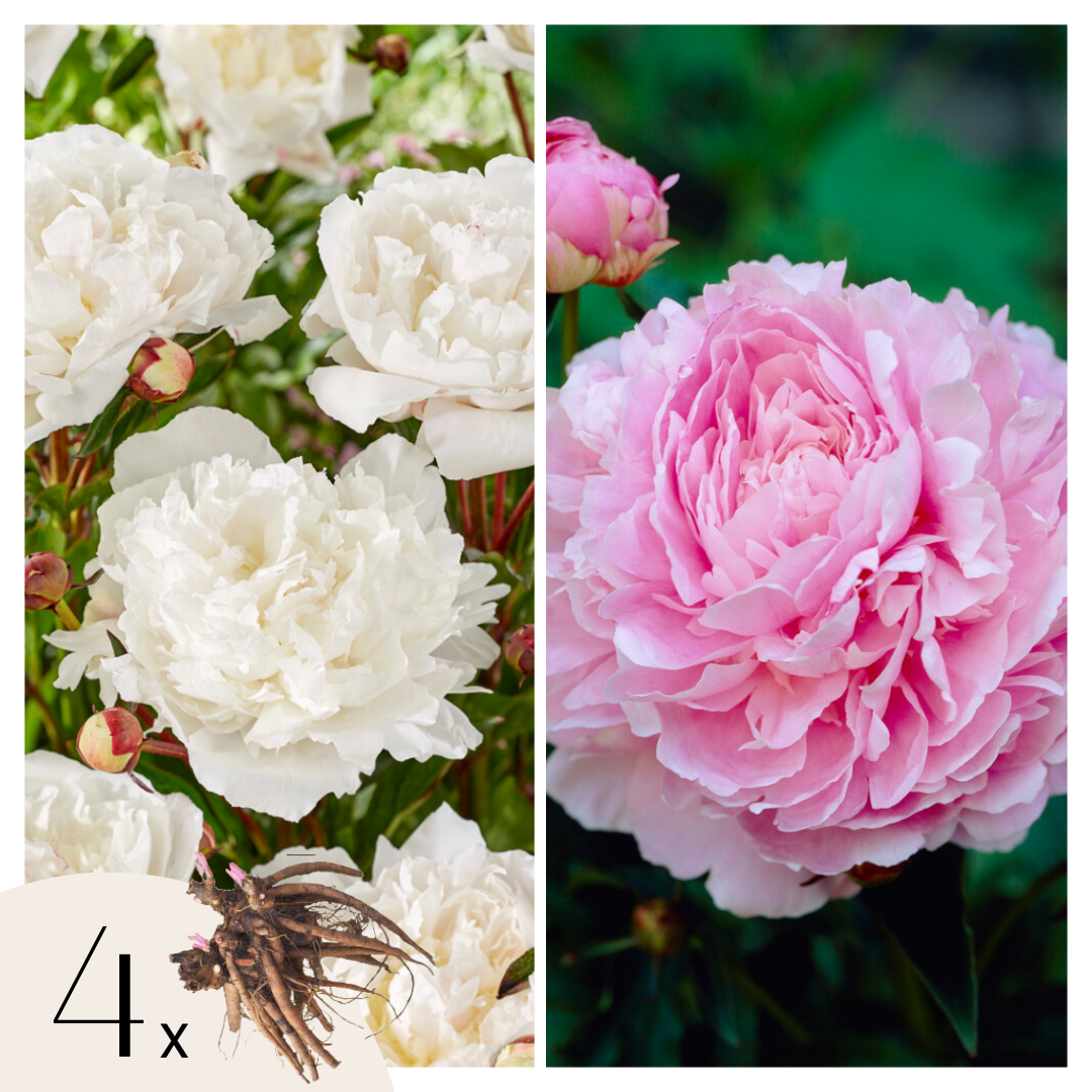 Paeoniaceae - 4 Pzs - Paeonia - Cepellones - Rosa_0