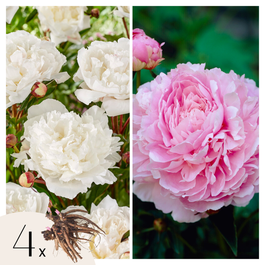 Paeoniaceae - 4 Pzs - Paeonia - Cepellones - Rosa_0