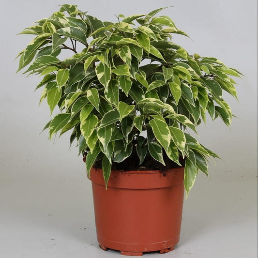 Ficus Benjamina Kinky M12 20cm