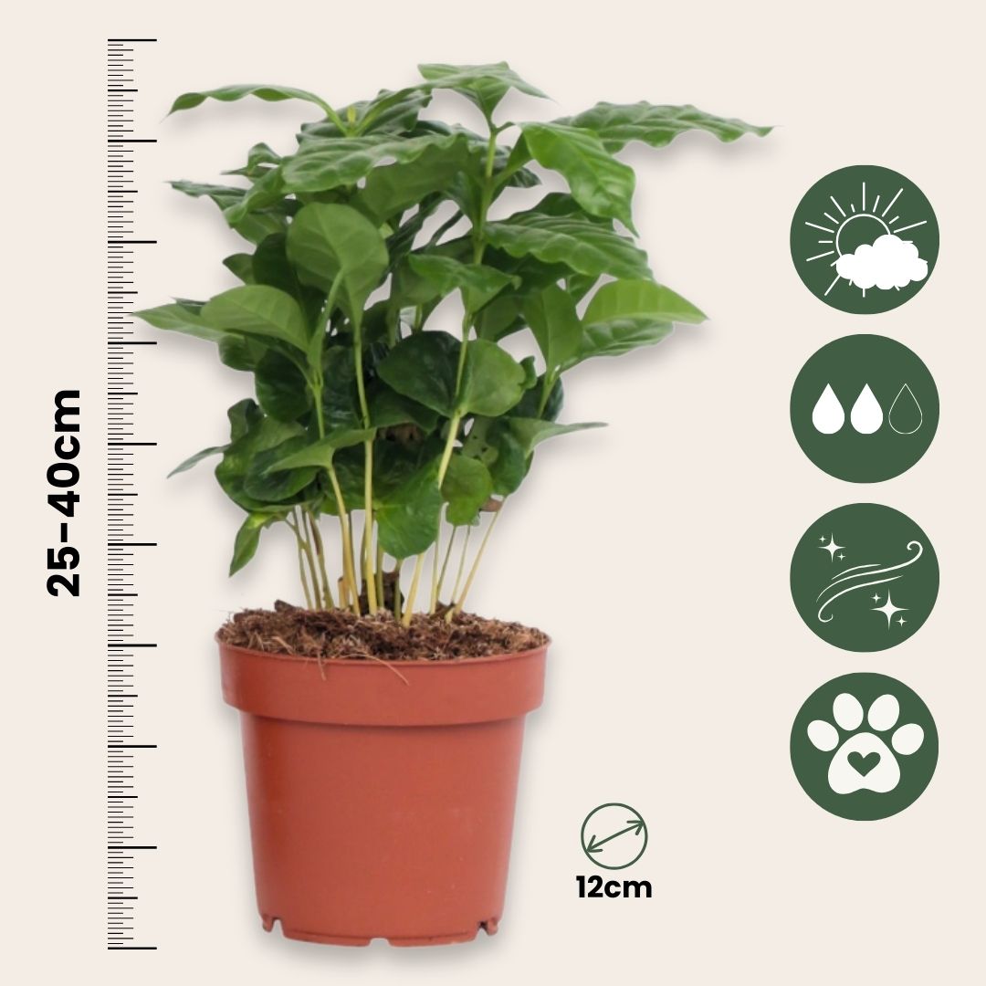 Cafeto Arábico - 4 Pzs - Coffea Arabica - Altura 25-40cm - ⌀12cm
