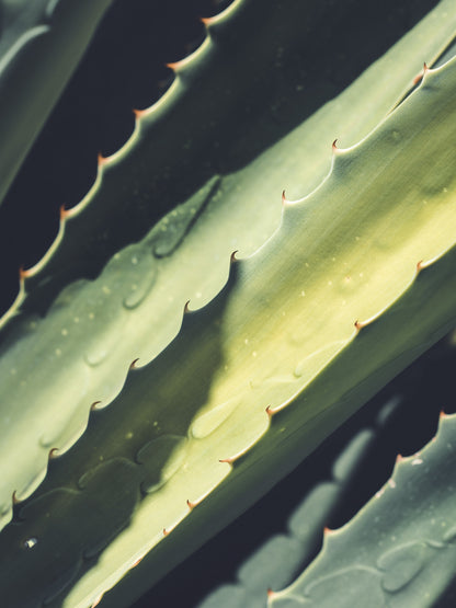 Aloe Vera O Sábila | Altura 35cm - Diámetro 12cm