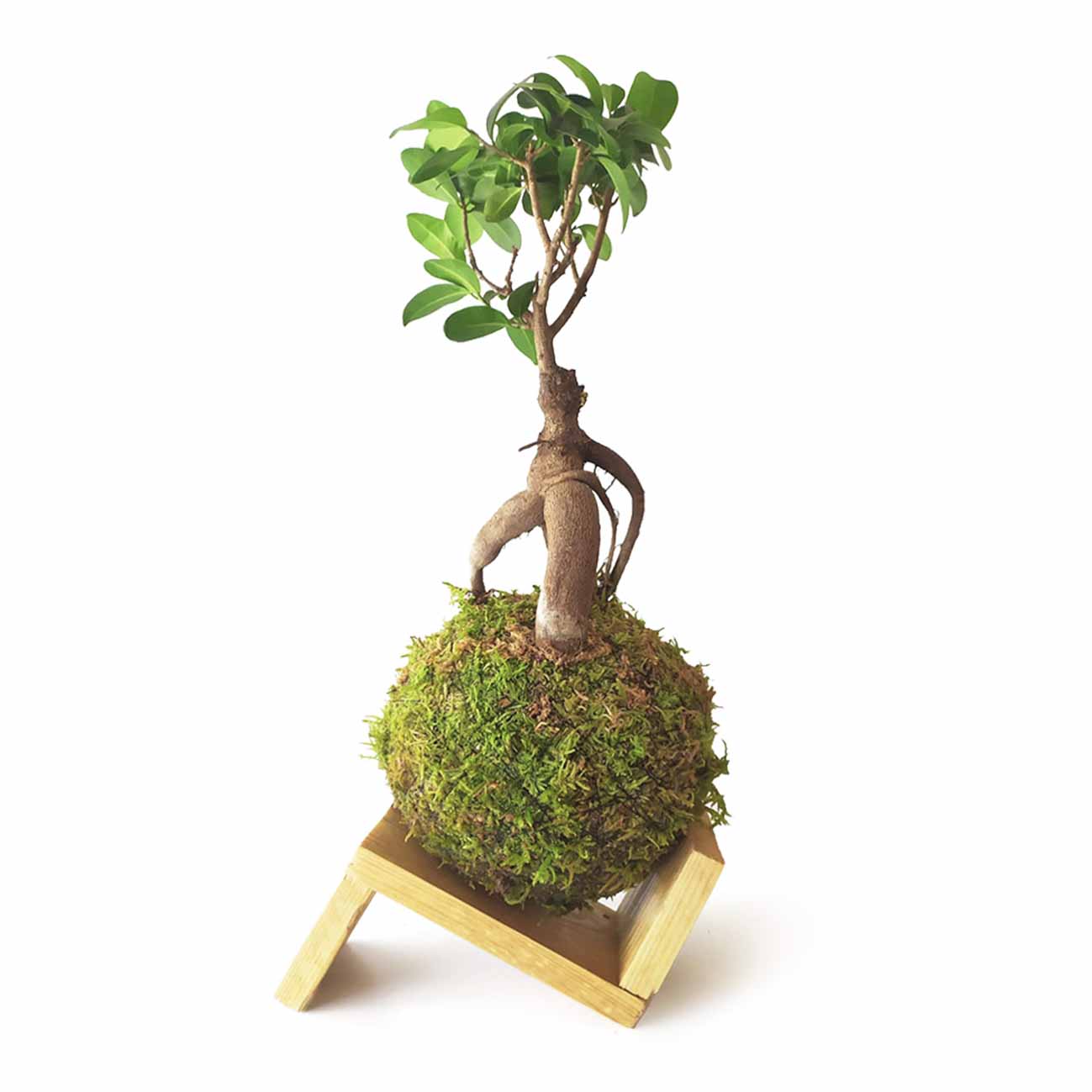 Ficus Ginseng En Kokedama_1