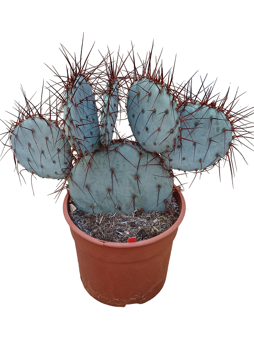 Opuntia Violacea Espinas Rojas Cactus Ø20 De Sol Unico_0