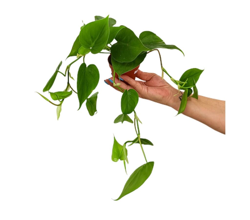 Philodendron Scandens M8_0