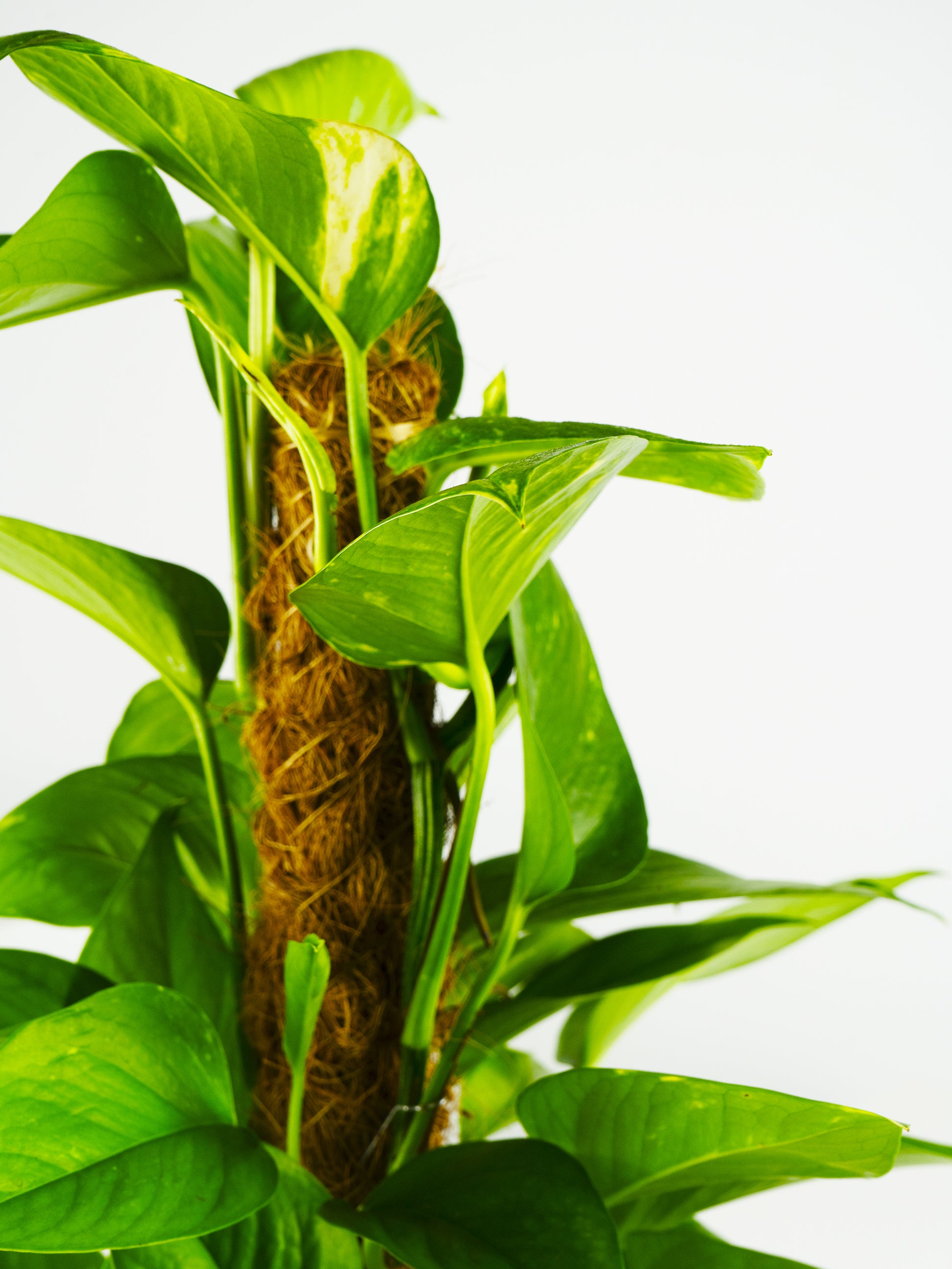 Potho Grande Con Tutor | Altura 80cm - Diámetro 17cm